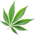 Cannabis