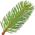 Fir